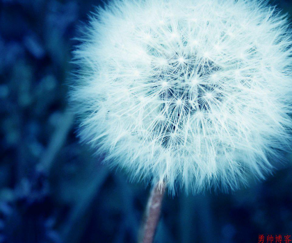 今天除夕祝大家新年快乐,鸡年大吉!-盛世青年网